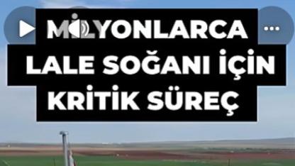Milyonlarca lale soğanı için kritik süreç: Karaman’da kırım heyecanı