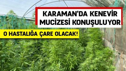 Karaman'da kenevir mucizesi konuşuluyor: O hastalığa çare olacak