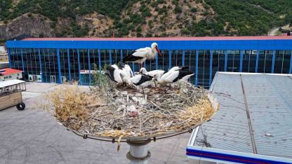 Baharın habercisi leylekler, yeni yavrularıyla göç yolculuğuna hazırlanıyor