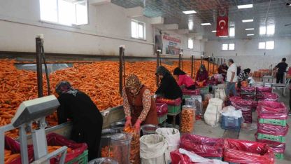 Havuç üretiminin yüzde 67’si Konya’dan