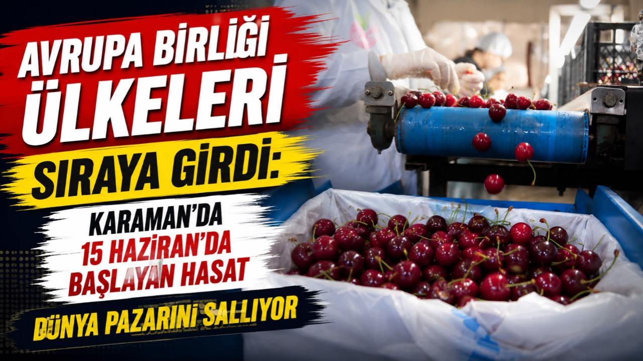 Avrupa Birliği ülkeleri sıraya girdi: Karaman’da 15 Haziran’da başlayan hasat dünya pazarını sallıyor