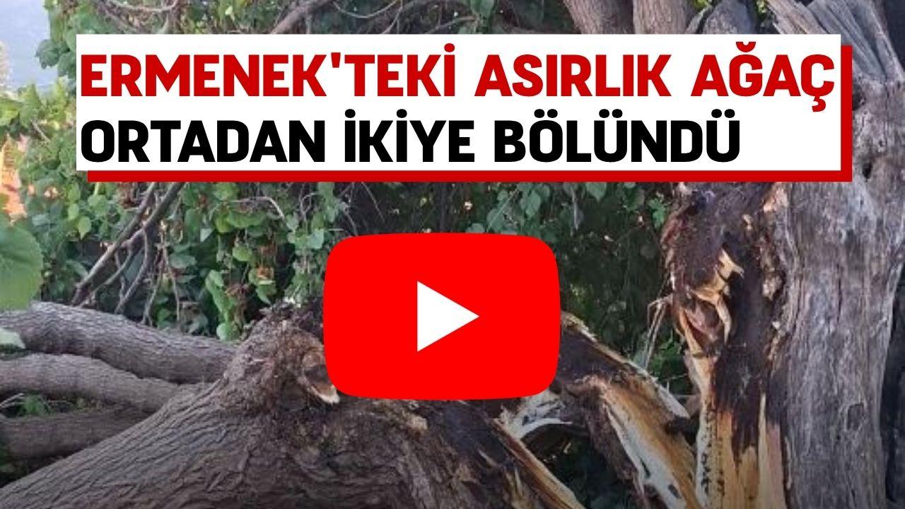 Ermenek'teki asırlık ağaç ortadan ikiye bölündü
