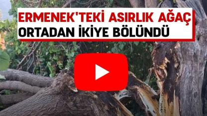 Ermenek'teki asırlık ağaç ortadan ikiye bölündü