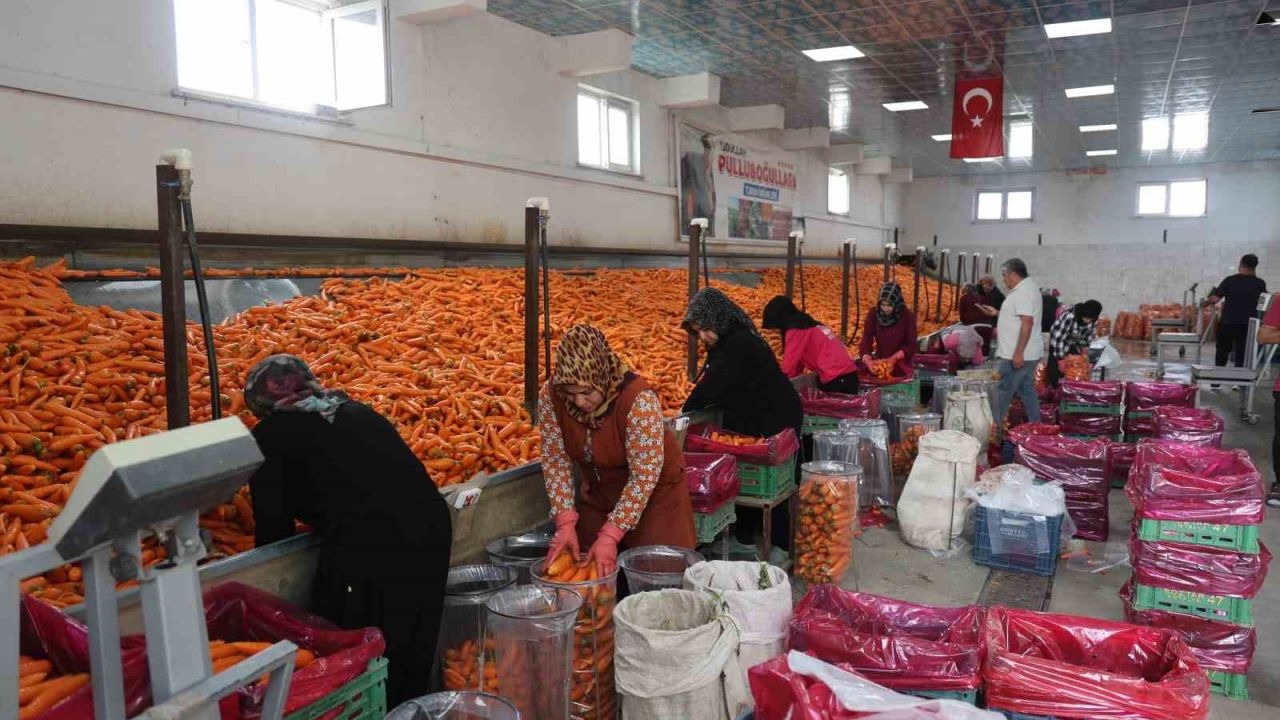Havuç üretiminin yüzde 67’si Konya’dan