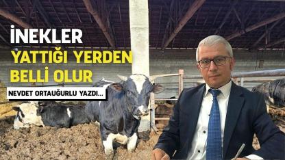 İnekler yattığı yerden belli olur