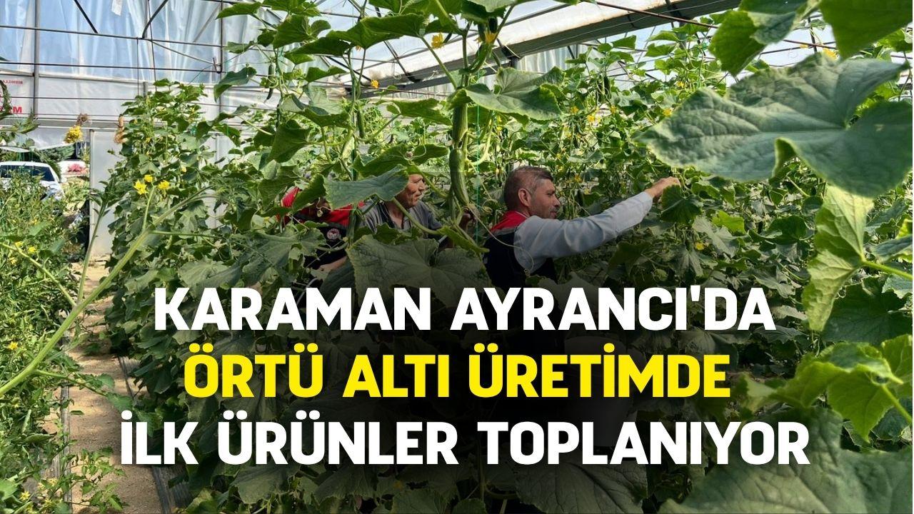 Karaman Ayrancı'da örtü altı üretimde ilk ürünler toplanıyor