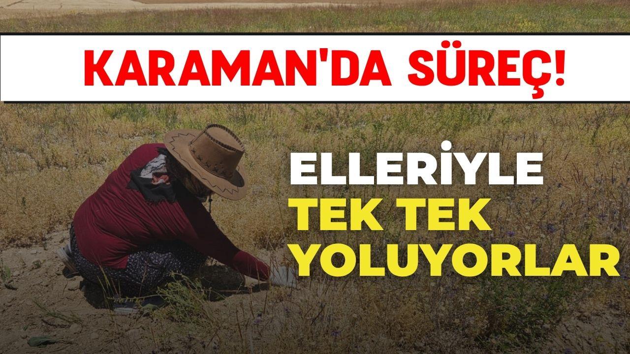 Karaman'da makine kullanılmayan o tarlalarda ürünler elle toplanıyor!