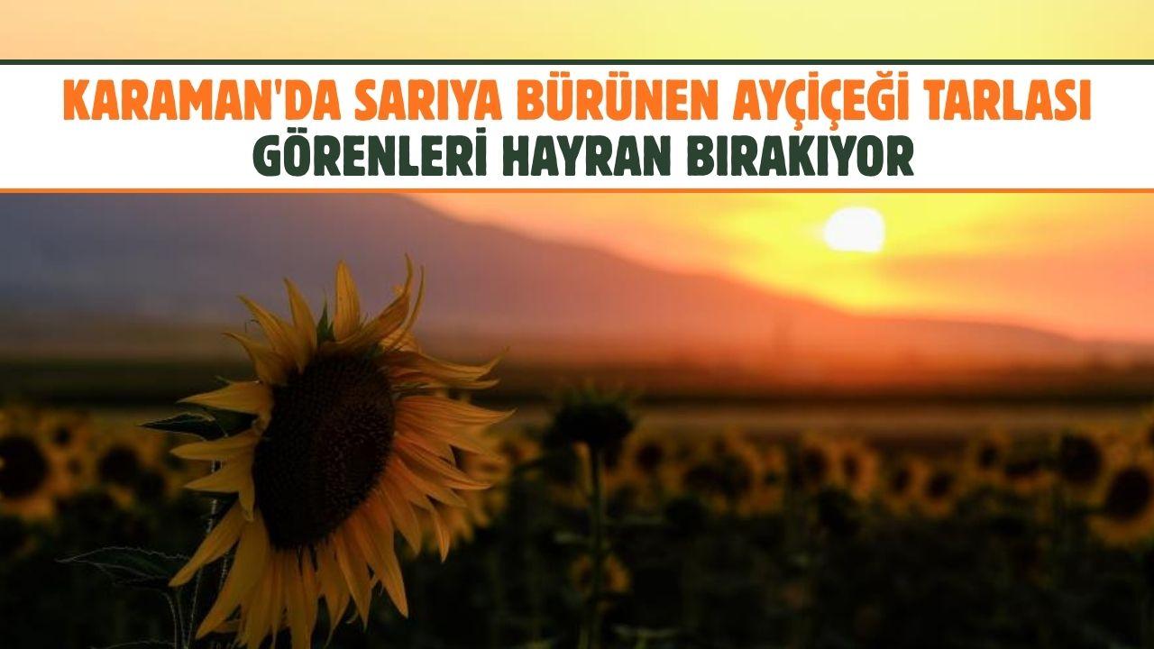 Karaman'da sarıya bürünen ayçiçeği tarlası görenleri hayran bırakıyor