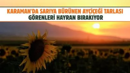Karaman'da sarıya bürünen ayçiçeği tarlası görenleri hayran bırakıyor