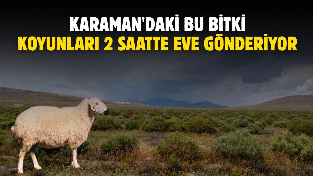 Karaman'daki bu bitki koyunları 2 saatte eve gönderiyor