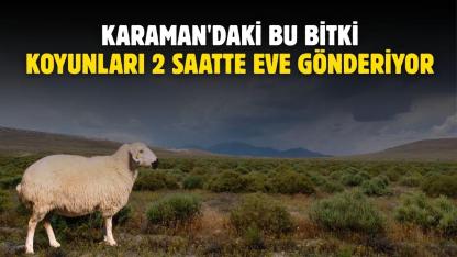 Karaman'daki bu bitki koyunları 2 saatte eve gönderiyor