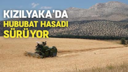 Kızılyaka'da hububat hasadı sürüyor